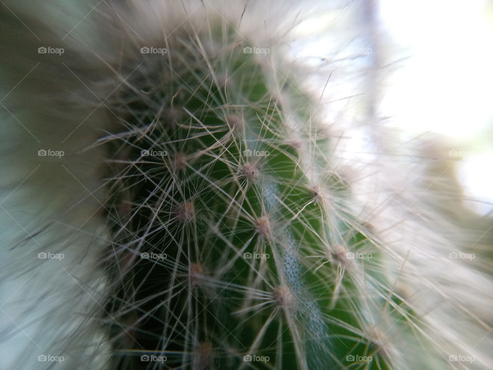 macro lens