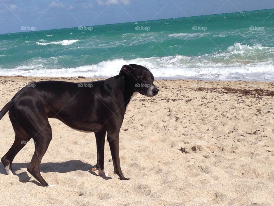 Our pet dog Domino at the beach in Miami, Florida