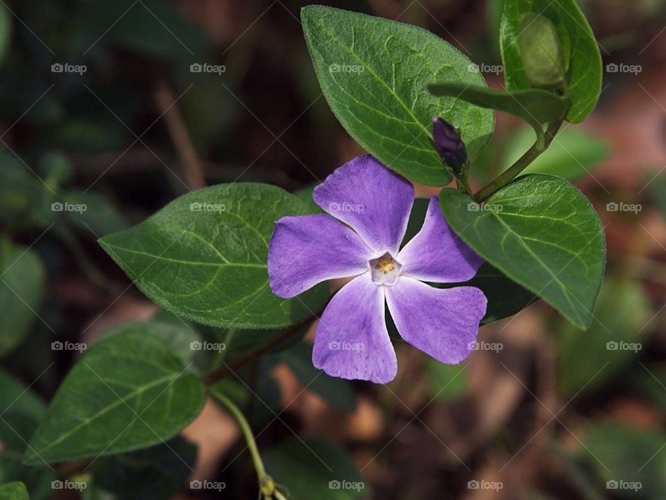 Purple Flower. Vinca, a purple flower, in a planter on my back porch. Loves the sun!