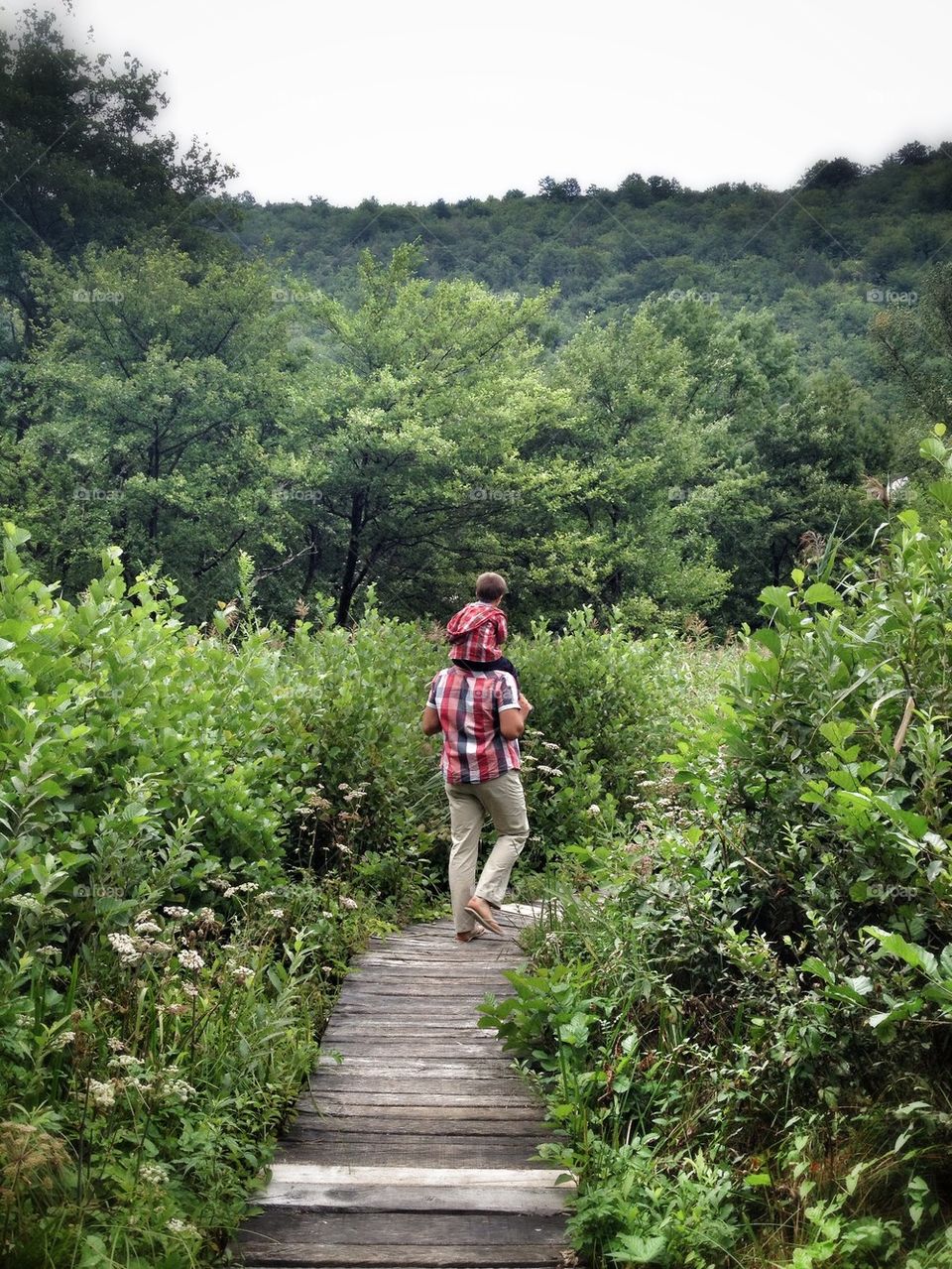 wood path