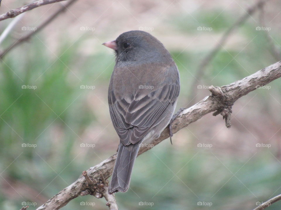 Bird, No Person, Wildlife, Nature, Outdoors