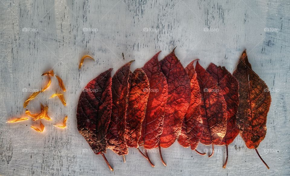 No Person, Desktop, Food, Meat, Nature