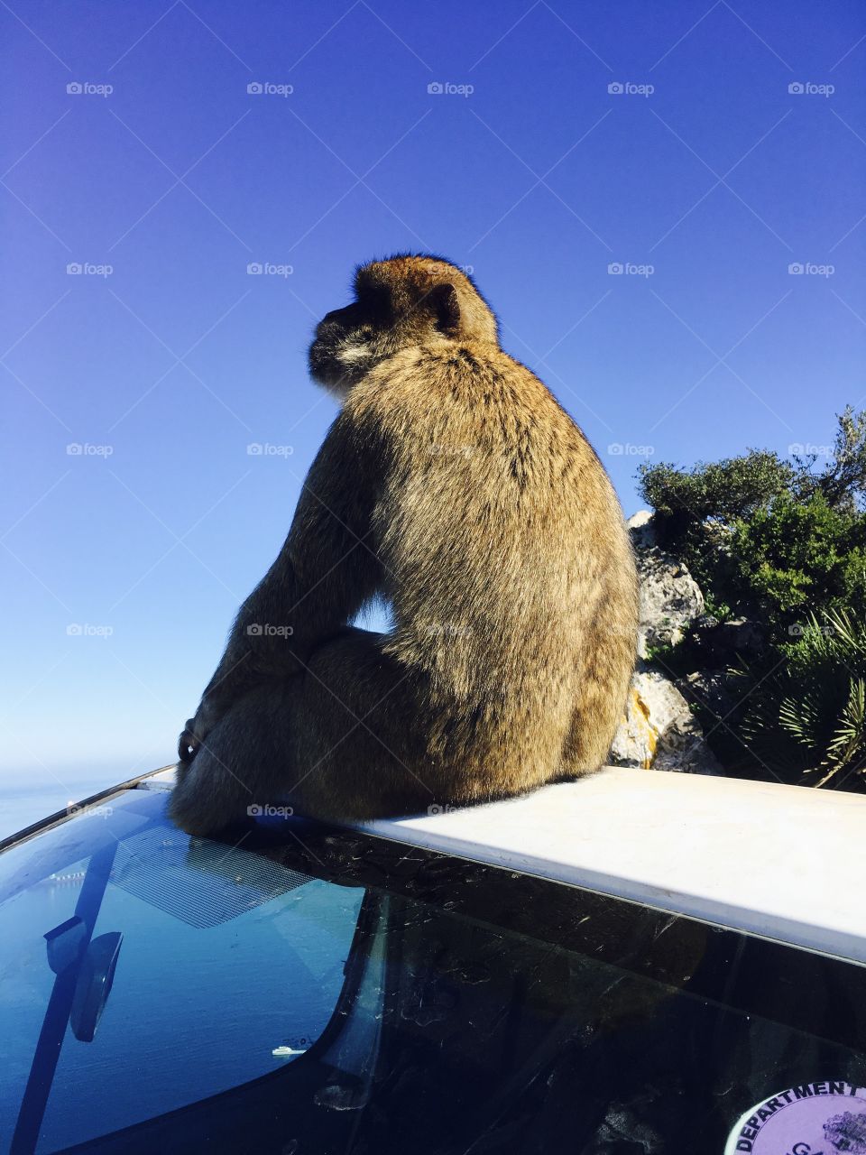 Macaques-travel-tours-tourists-Gibraltar 