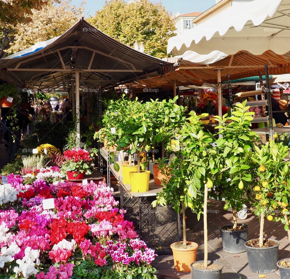 Flower market on the Cours Saleya in the old town of Nice, France.