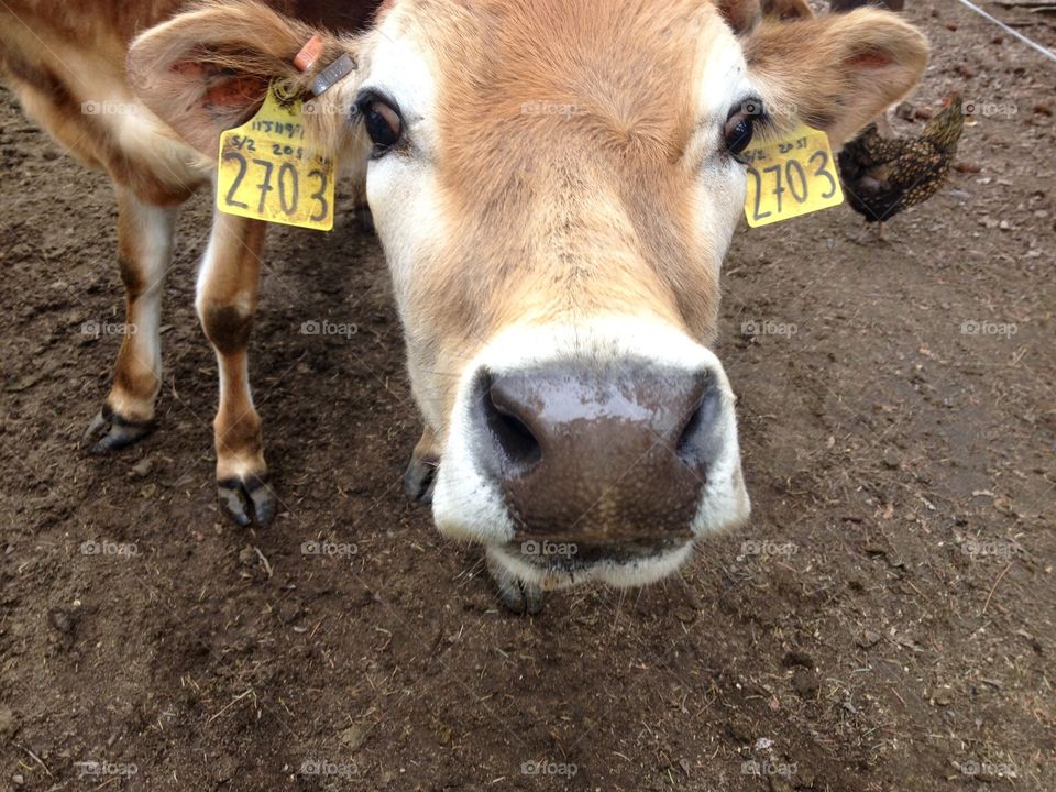 Curious Calf