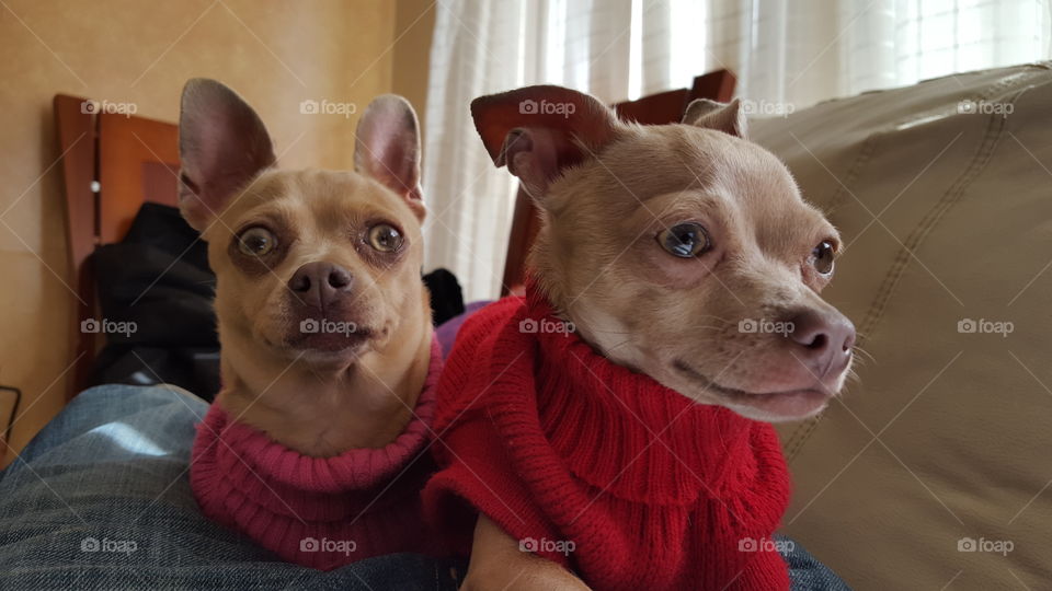 Chihuahuas