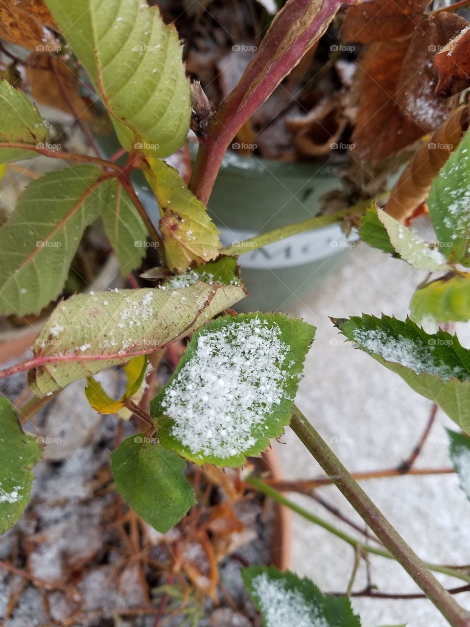snow on the leaf