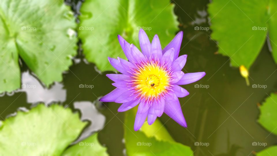 Other lotus kind