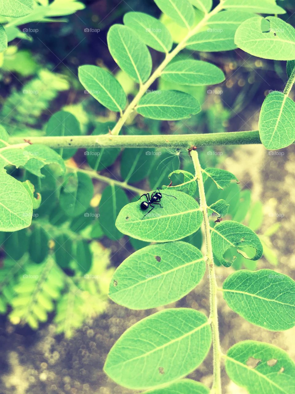 Black an ant among the leaves. Natural tracking 