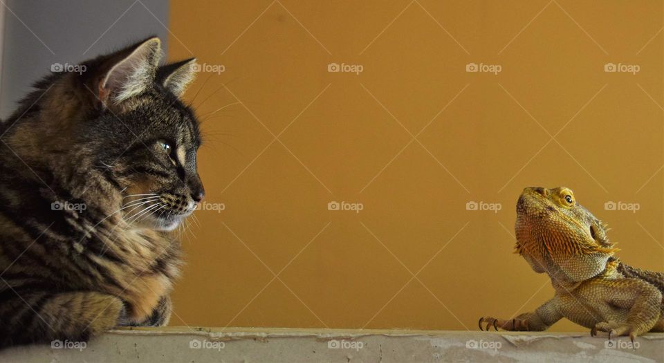 grey and black striped cat looking at a bearded dragon with yellow background