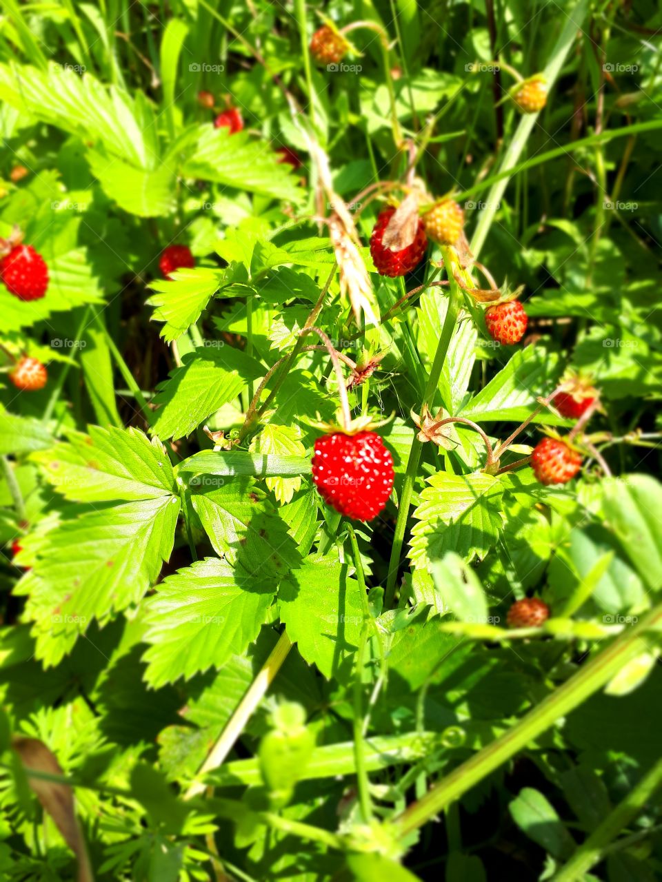 As a child I always liked to groom forest strawberries. And today I do it.It is a memory of childhood.It is the best smell of a forest strawberry, and no other can replace it.