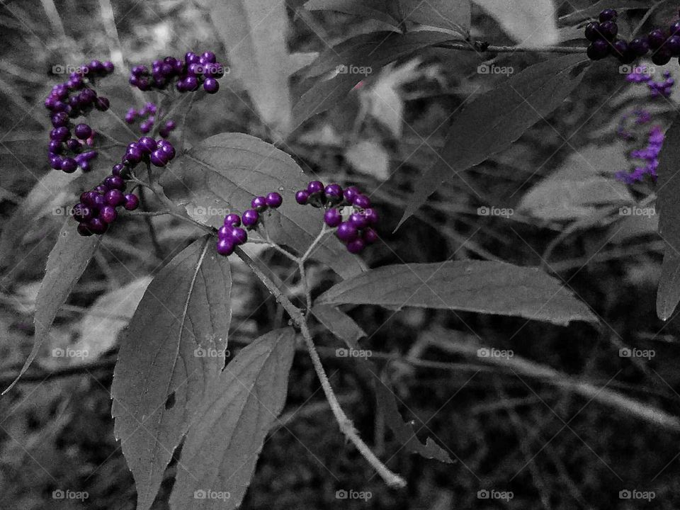 Black and White of a Beauty Berry Branch with Color Splash Berries