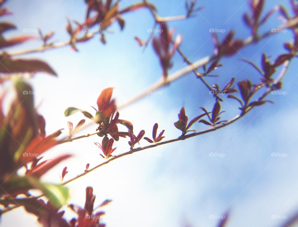 branch and new leaves of spring