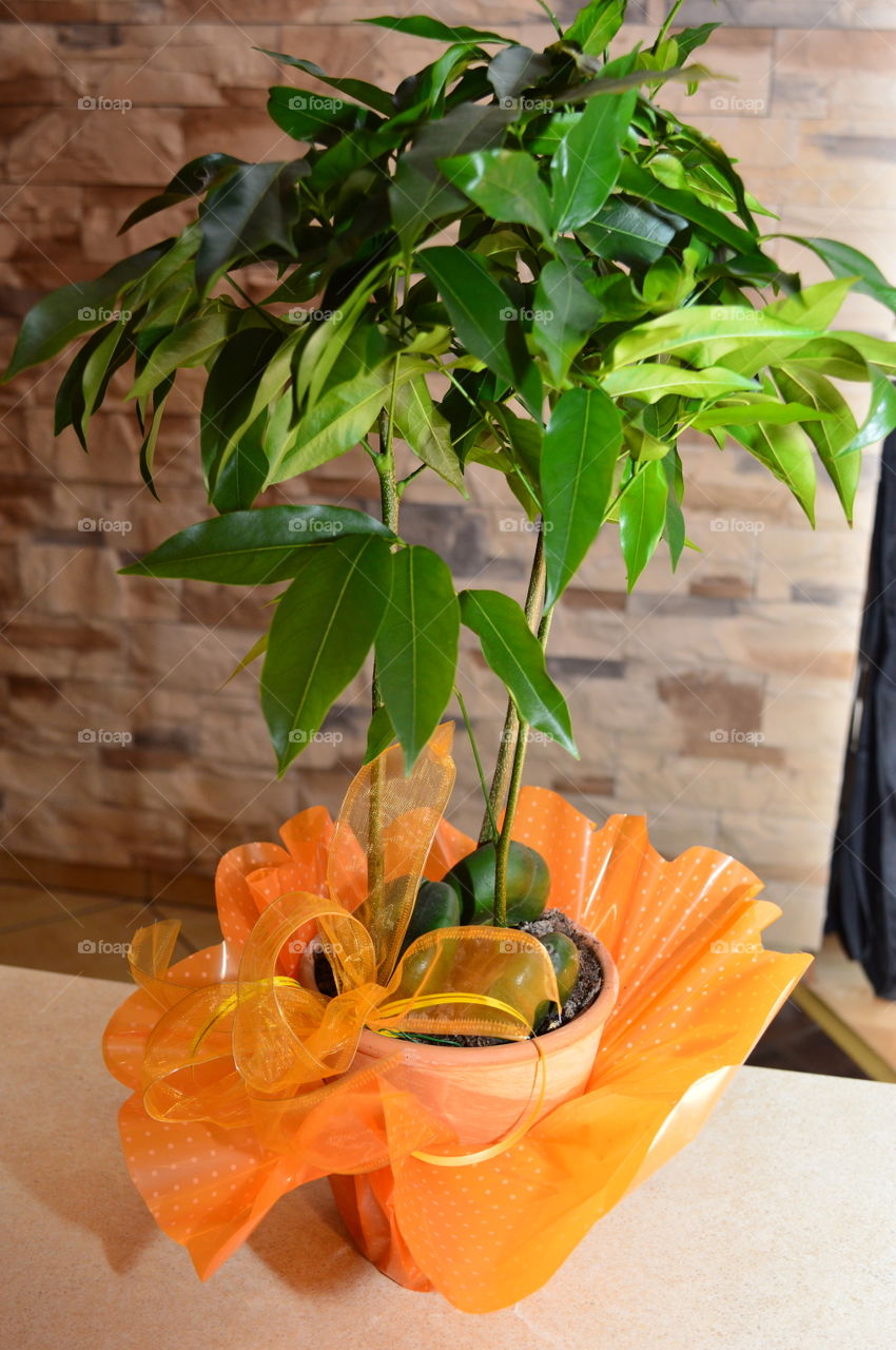 House plants in pots