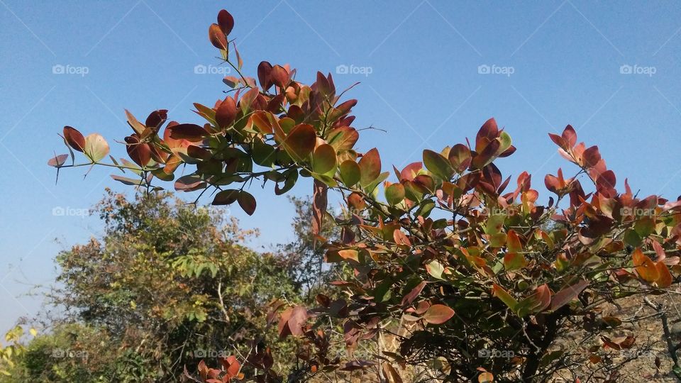 A beautiful scene of red and green leaf's plant in the forest.