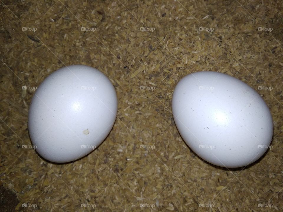 Hen Eggs