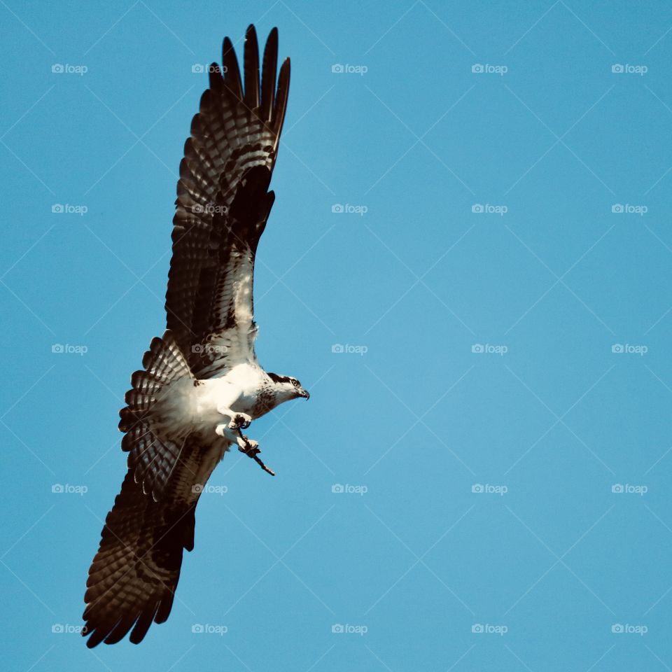 An osprey flies to its nest with a twig for building, clear blue sky in background