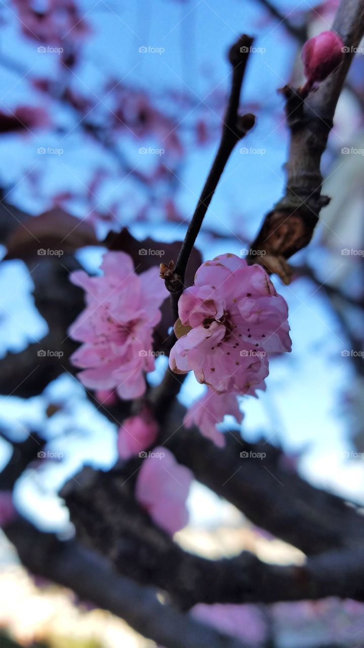 Cherry blossom