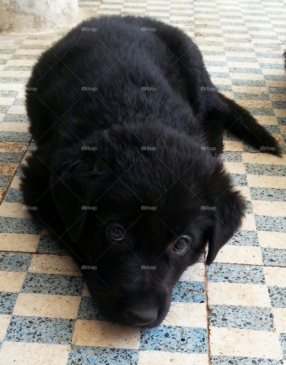 Pretty puppy  black dog