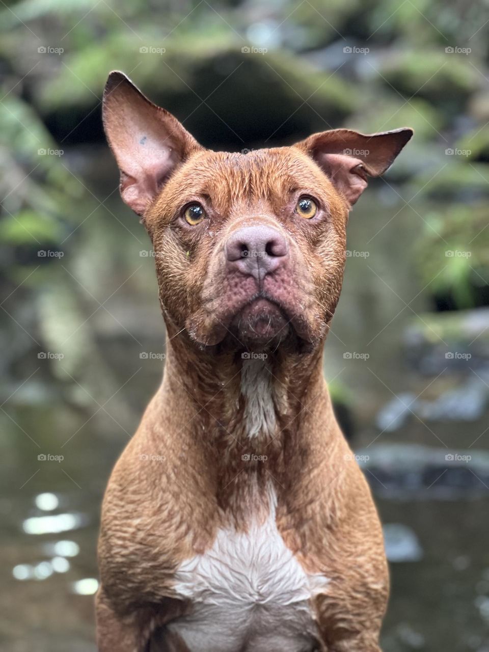 Pitbull disfrutando el agua