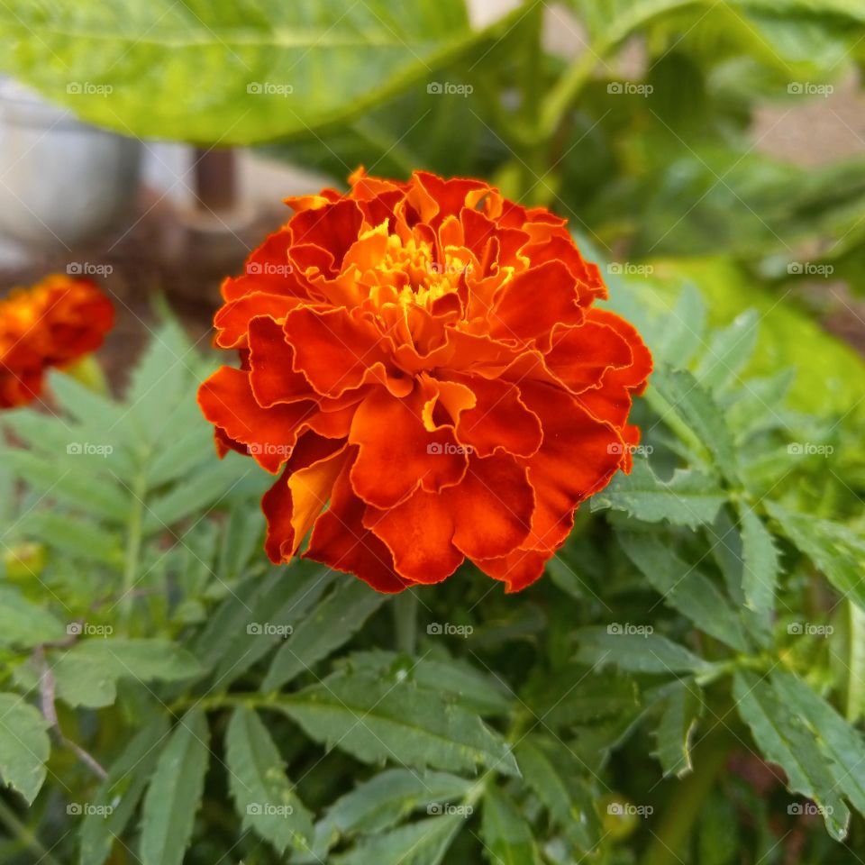Marigold