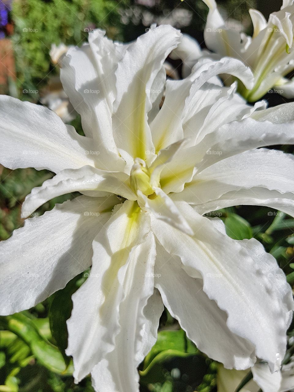 White Lily