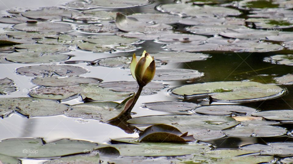 Water flower blossoming