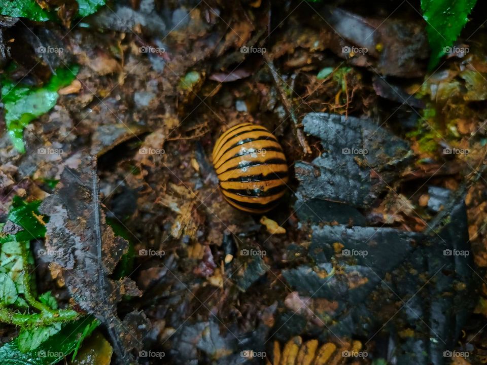 Cubaris sp. Isopods protect themselves on the ground in the tropical rain forest