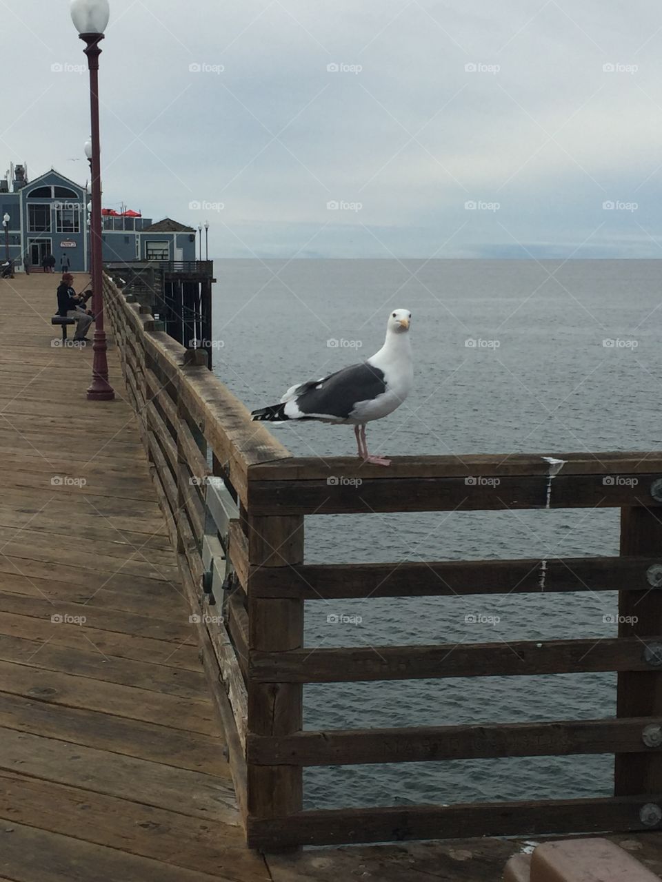 Seagull 