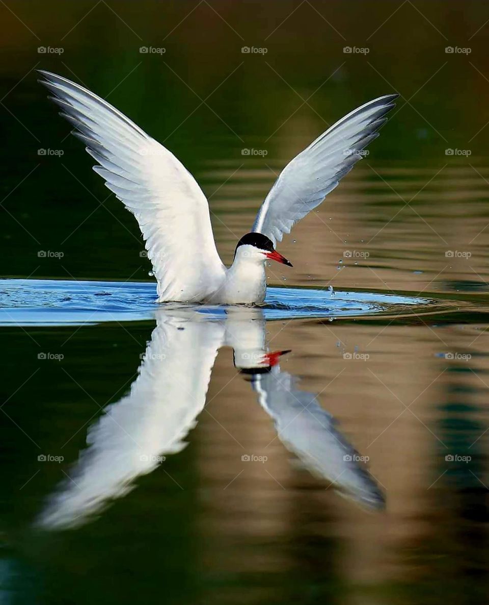 Close up on a Common, its spread wings Tern and its reflection landing on the green waters of the pond of Sarzeau