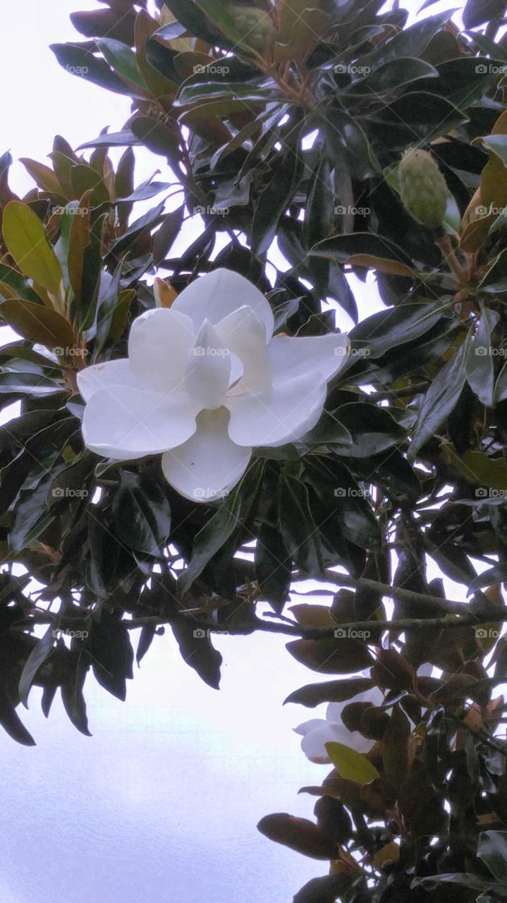 magnolia