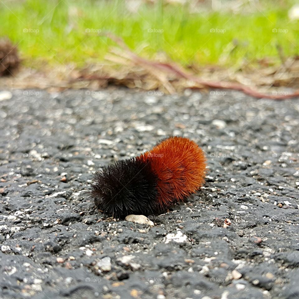 wooly bear
