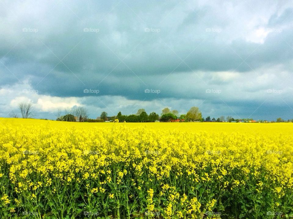 Rapsfält 
