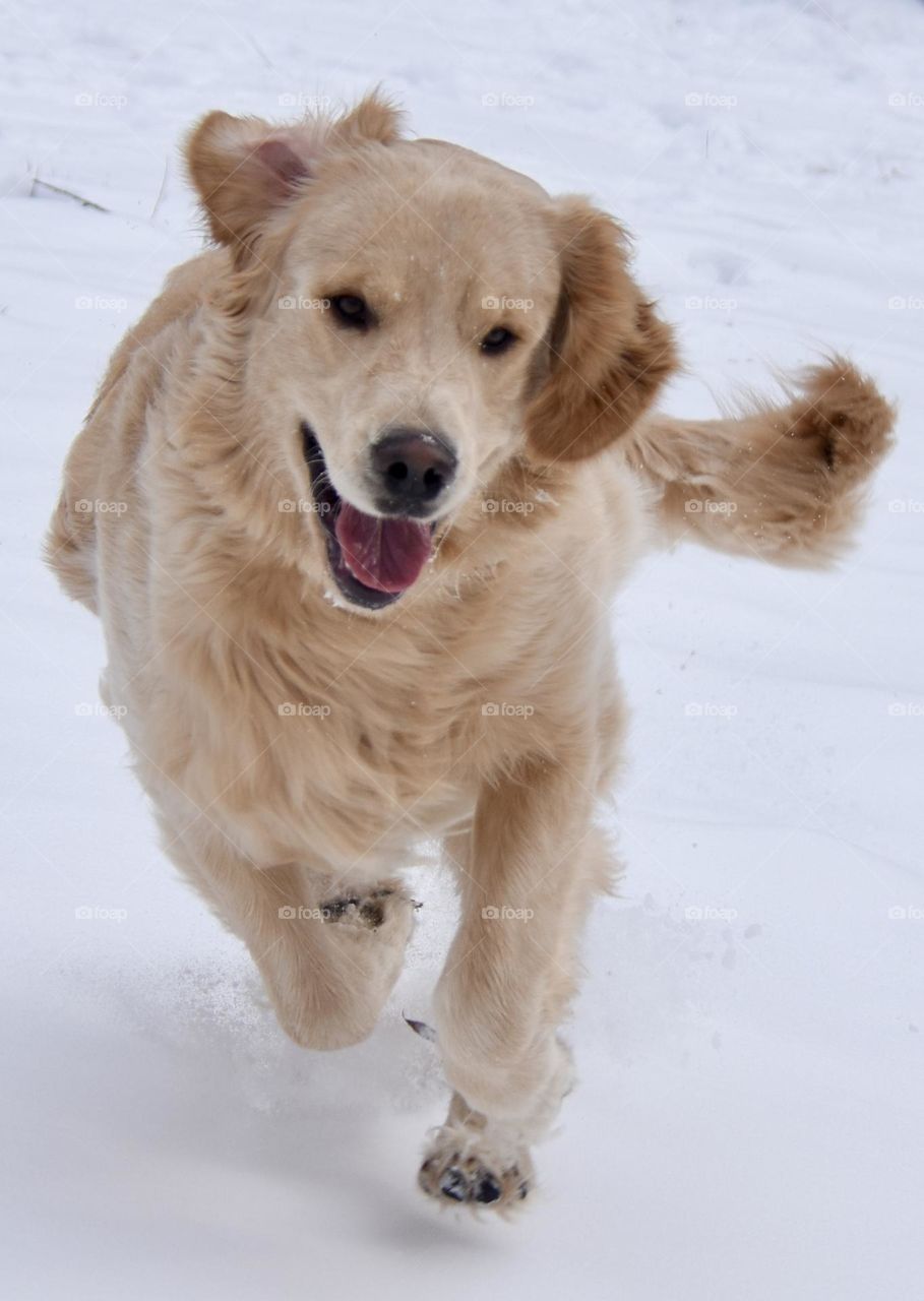 Dog running in the snow