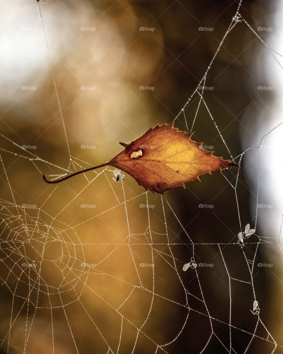 Leaf in Spider Web