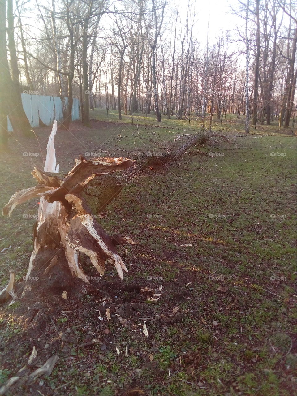 Tree hole, hollow tree, tree after lightning strike
