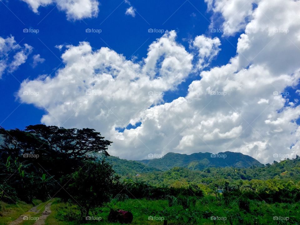 Coffee plantation in Puerto Rico 