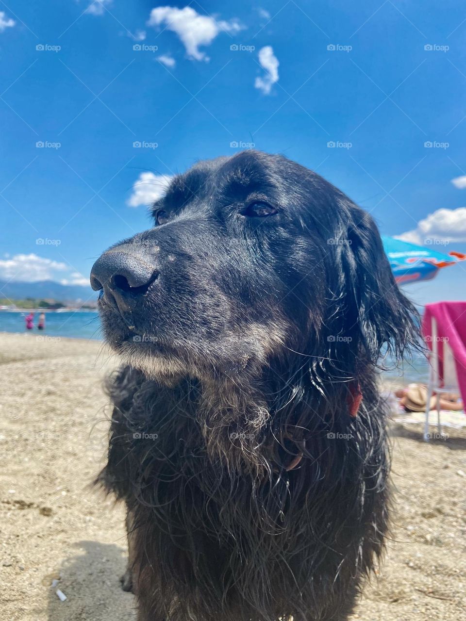 A majestic black dog enjoying a peaceful day at the beach. The perfect representation of summer relaxation and canine companionship. Ideal for travel, pet, and lifestyle themes