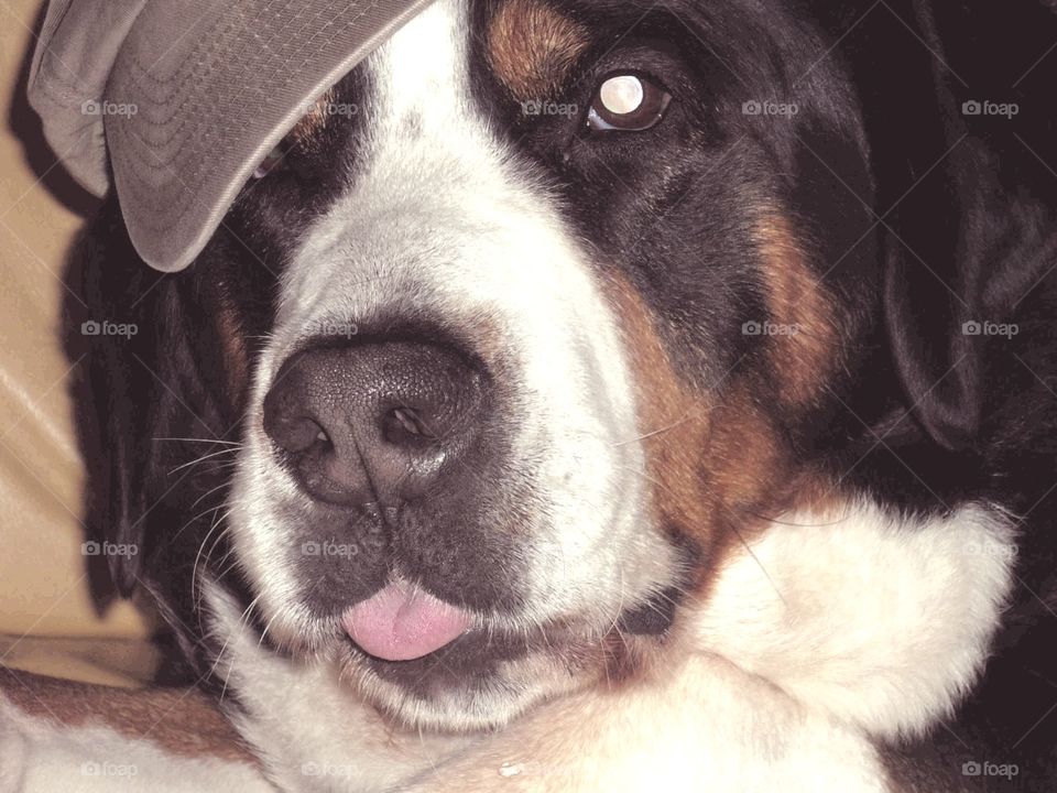 Hund 💖 Dog Großer Schweizer