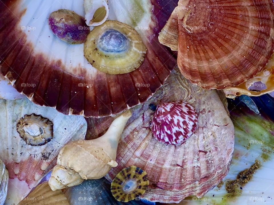 colourful shells of french atlantic