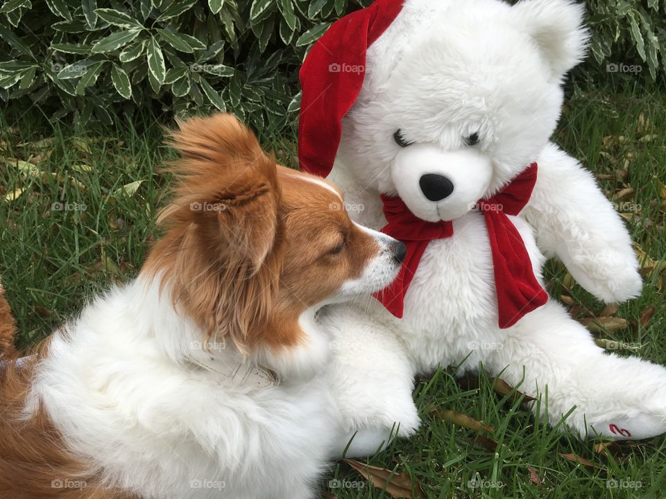 Daisy and  Christmas Bear