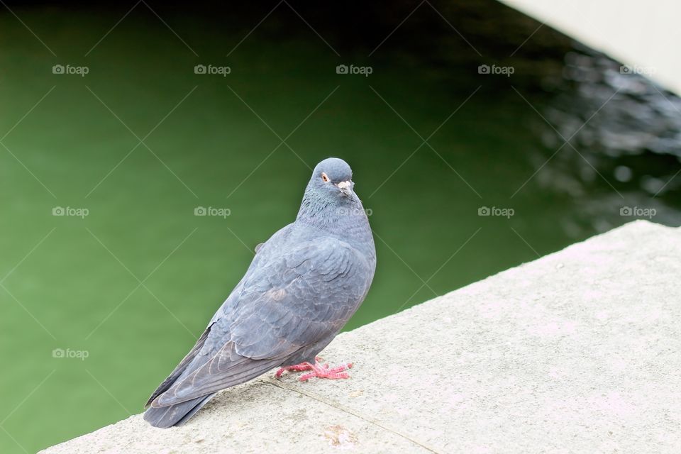 pigeon in the city