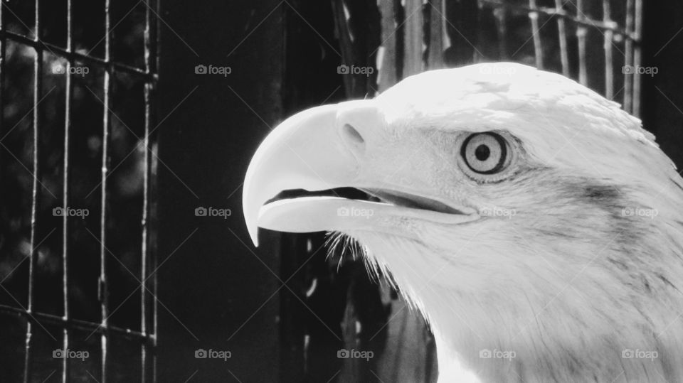 Beautiful Bald Eagle in Black and White "Bald and Beautiful"