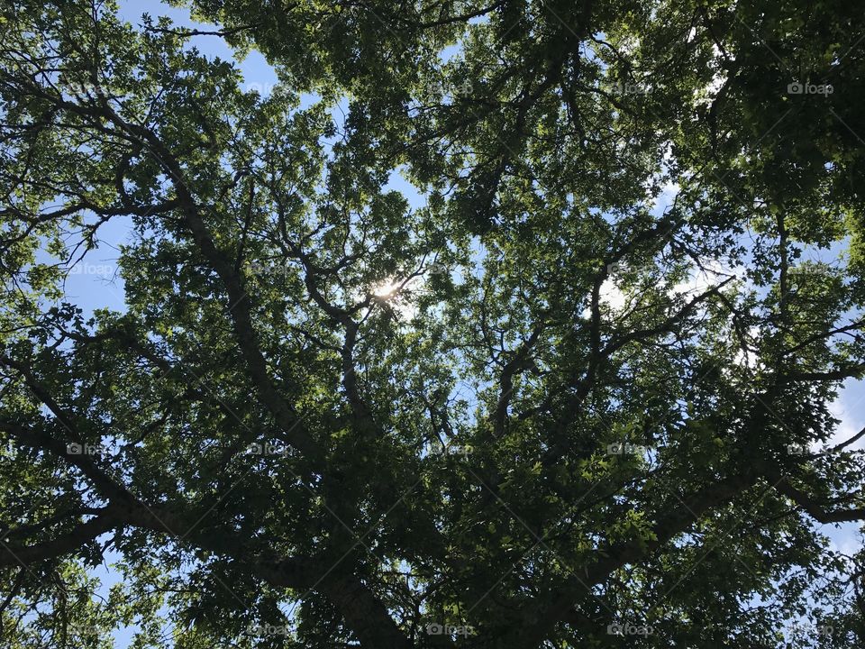 Trees and skies