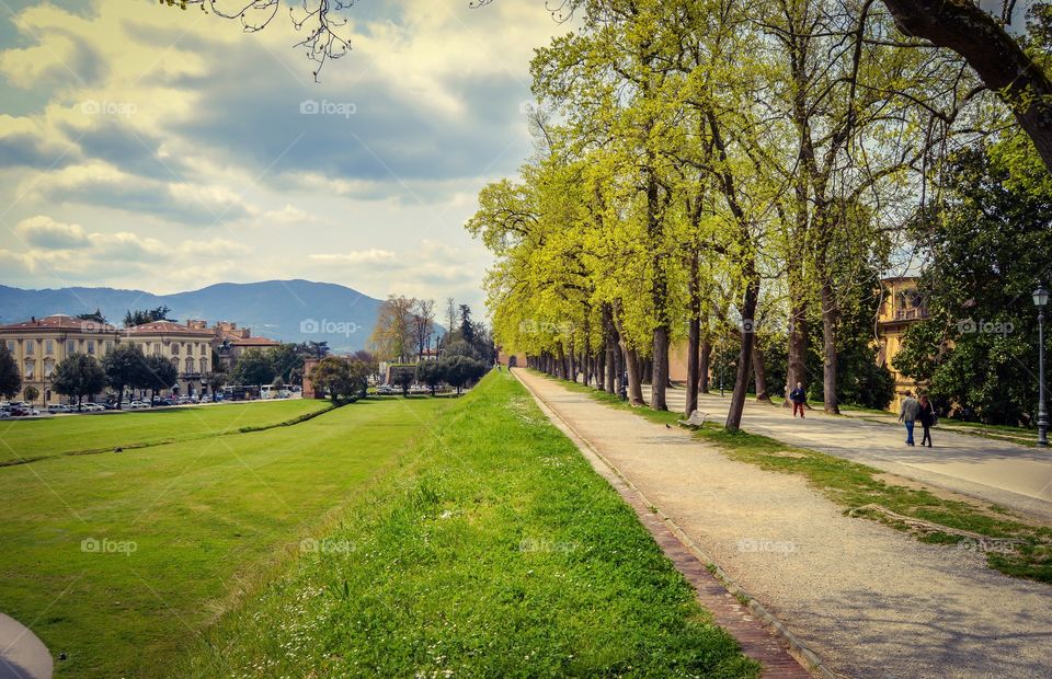 Scenics view of grassy field