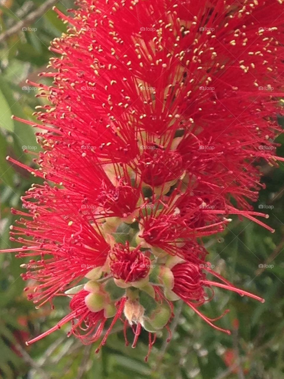 Bottle brush in bloom 