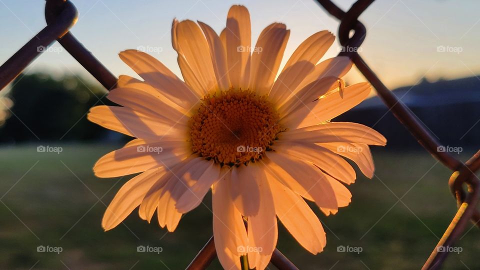 Pink sunset lighting on Daisy flower