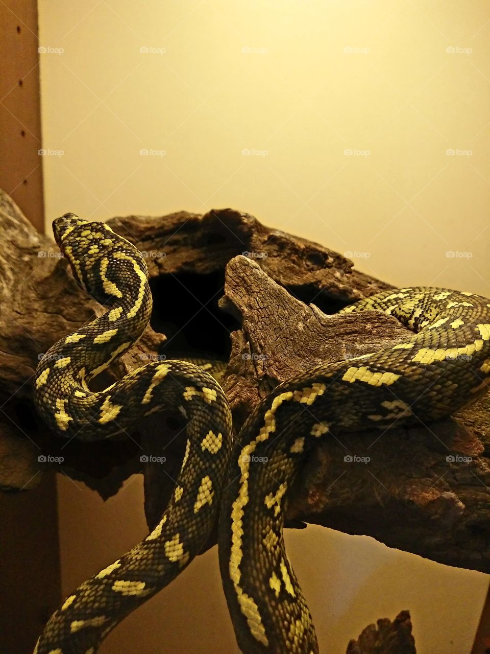 Pet diamond python named cyclone found in a neighbour's tree