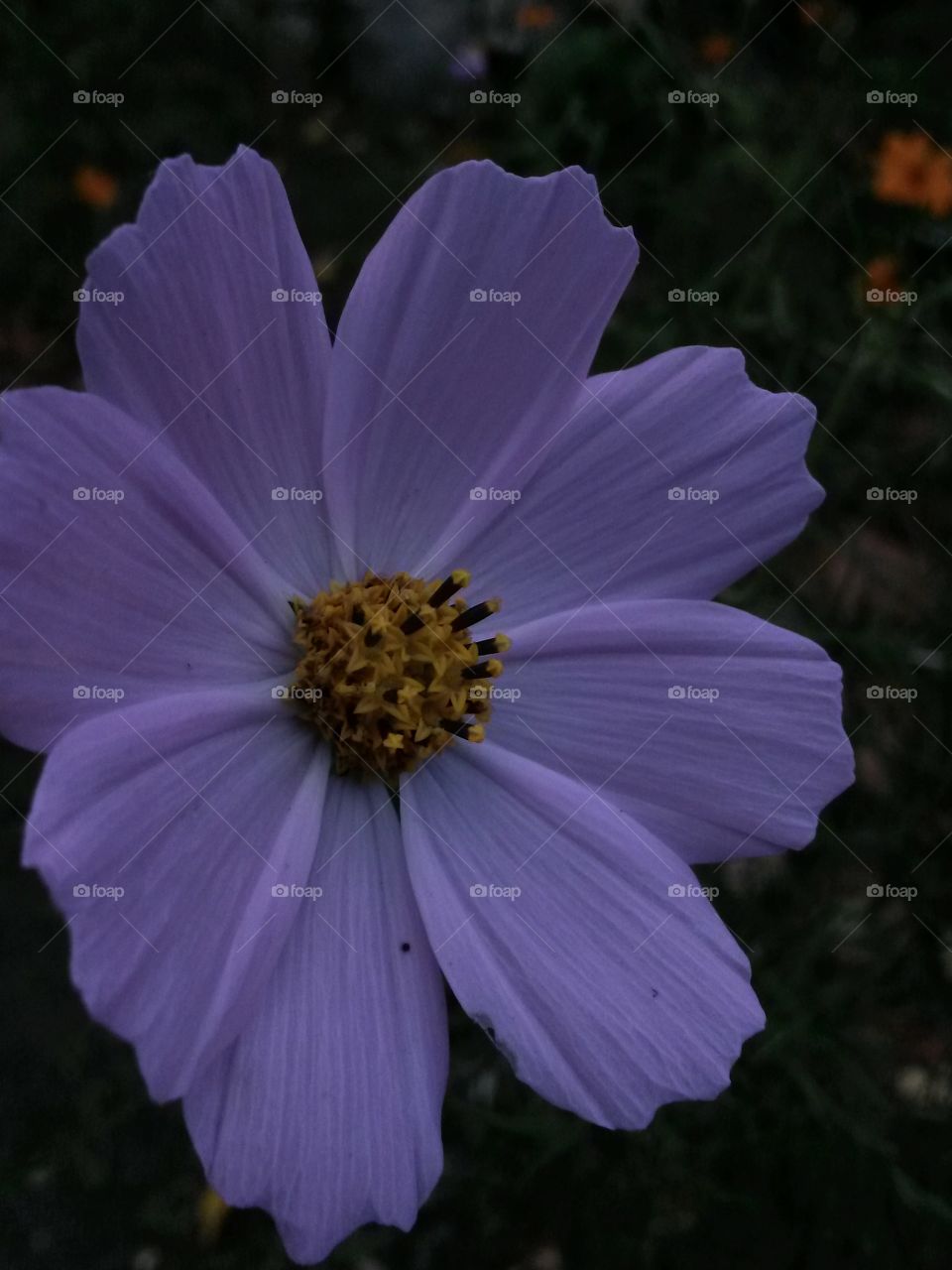 nice violet flower