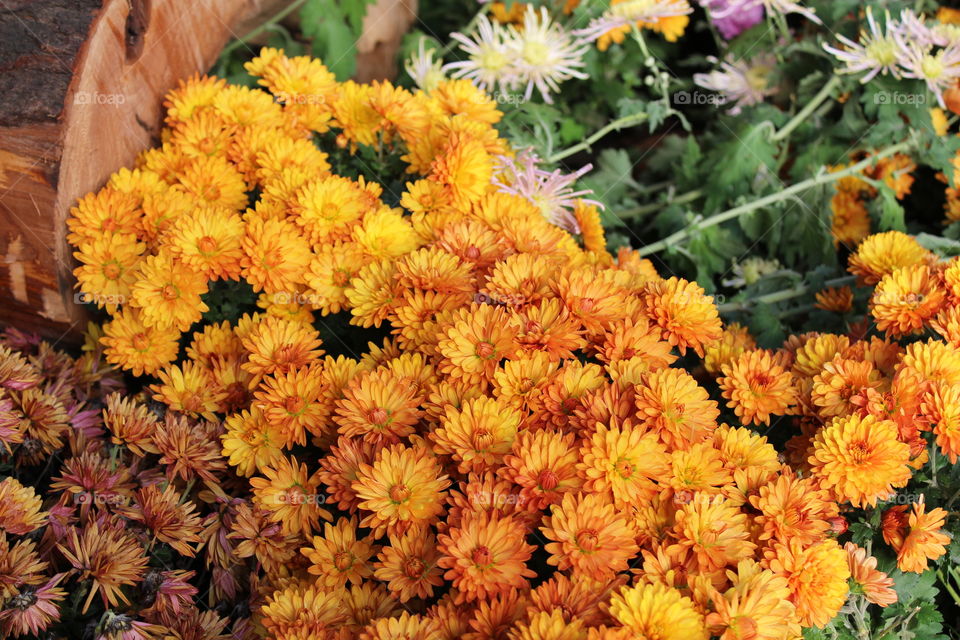 close-up beautiful orange flowers